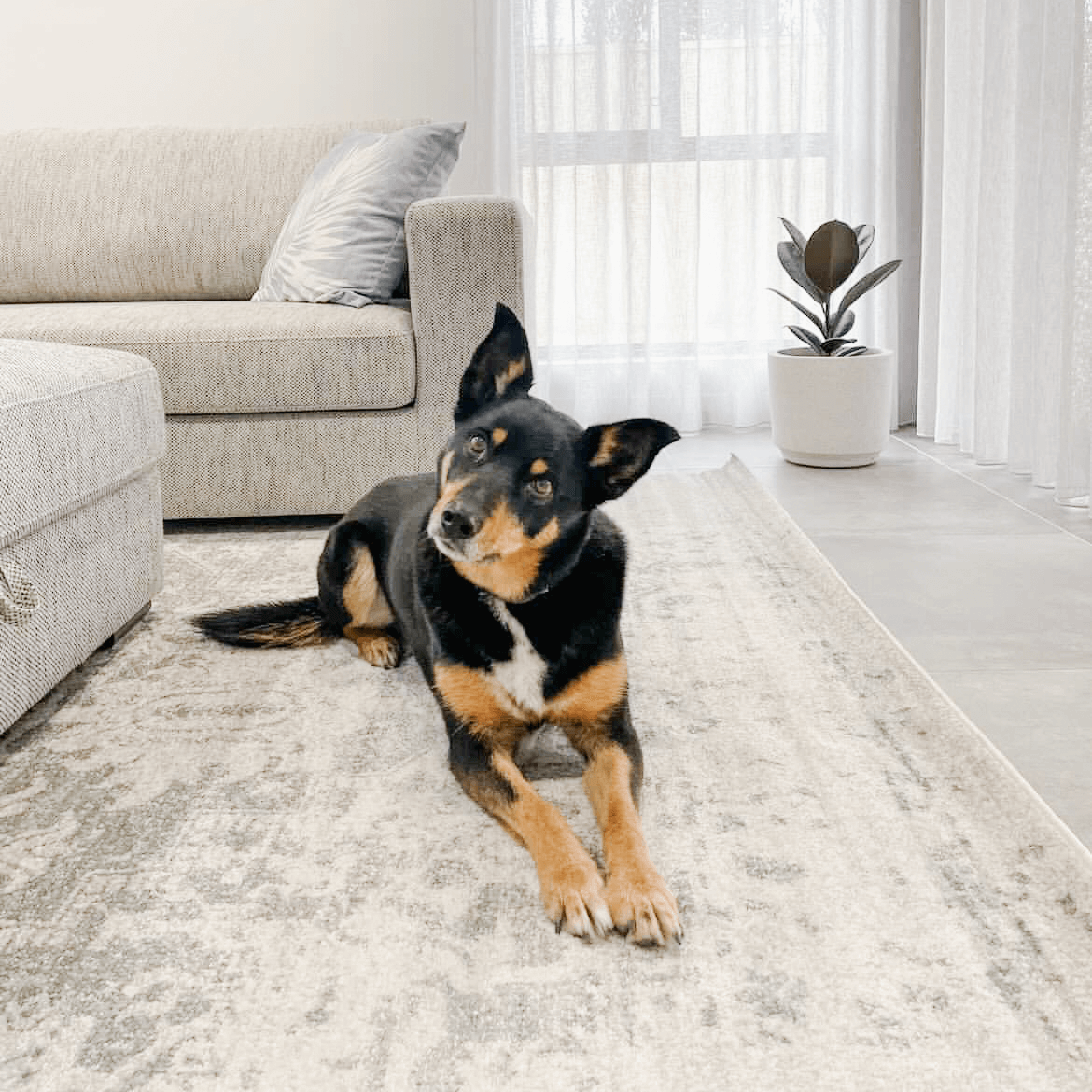 Pets and Carpets: How to Choose a Rug That Survives Furry Friends