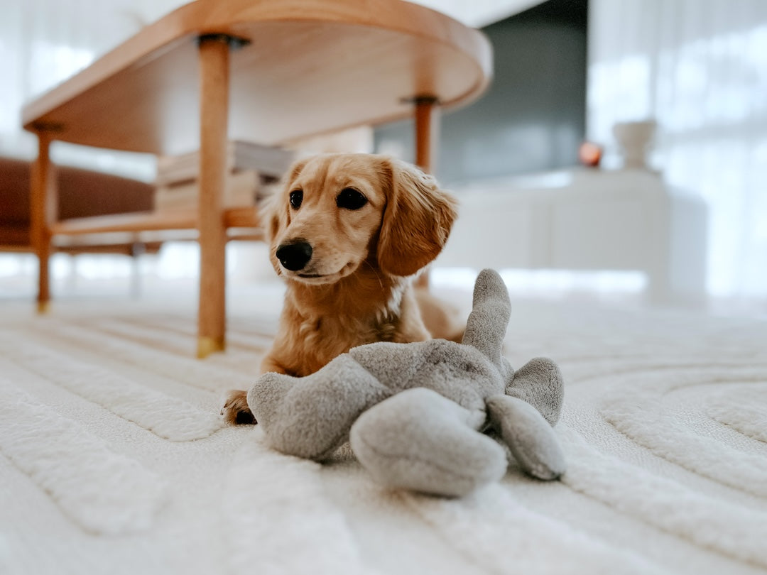 Pet Friendly Rugs Australia Simple Style Co.