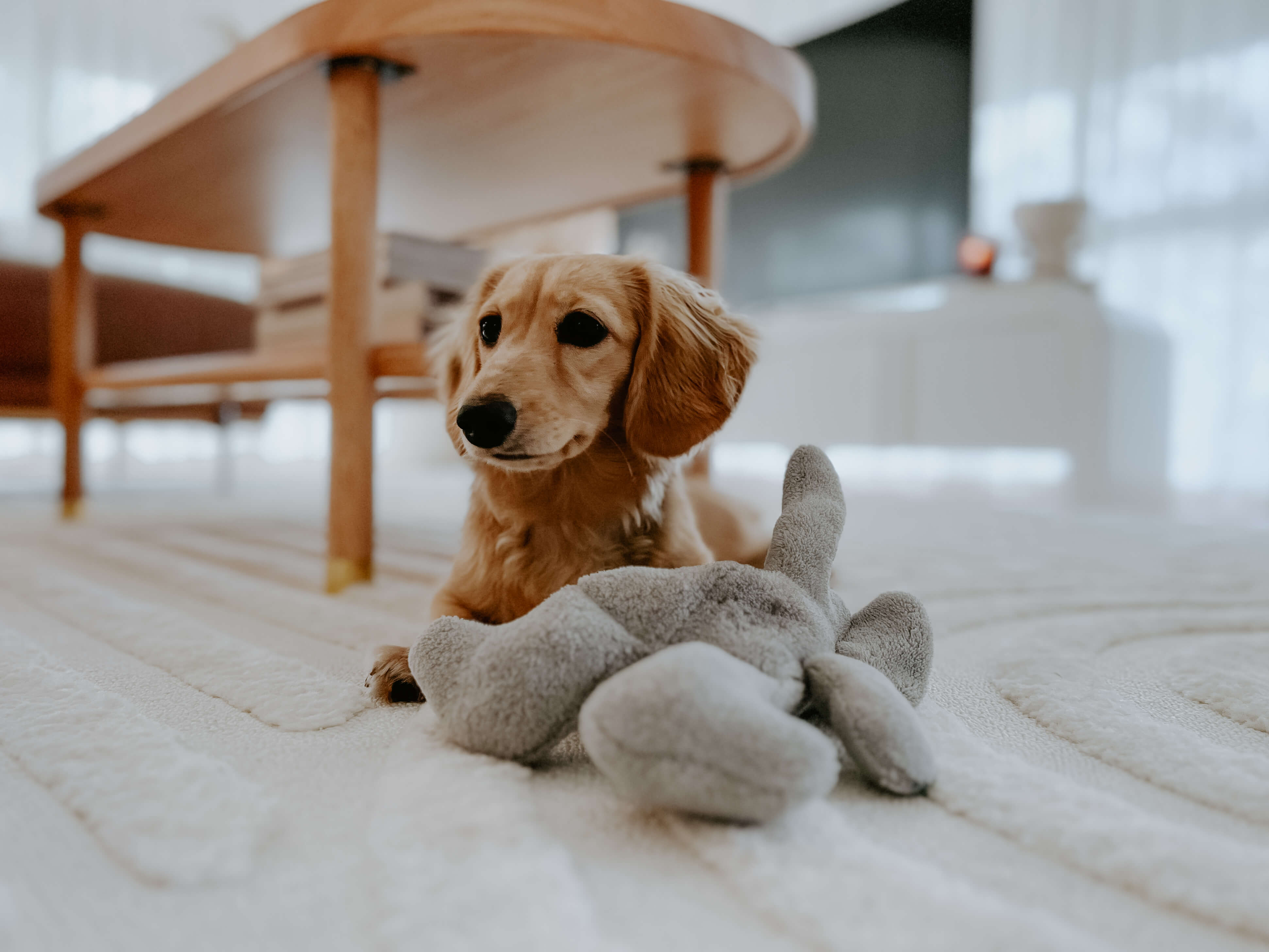 The Best Rugs for Pet Owners: Style Meets Functionality – Simple Style Co