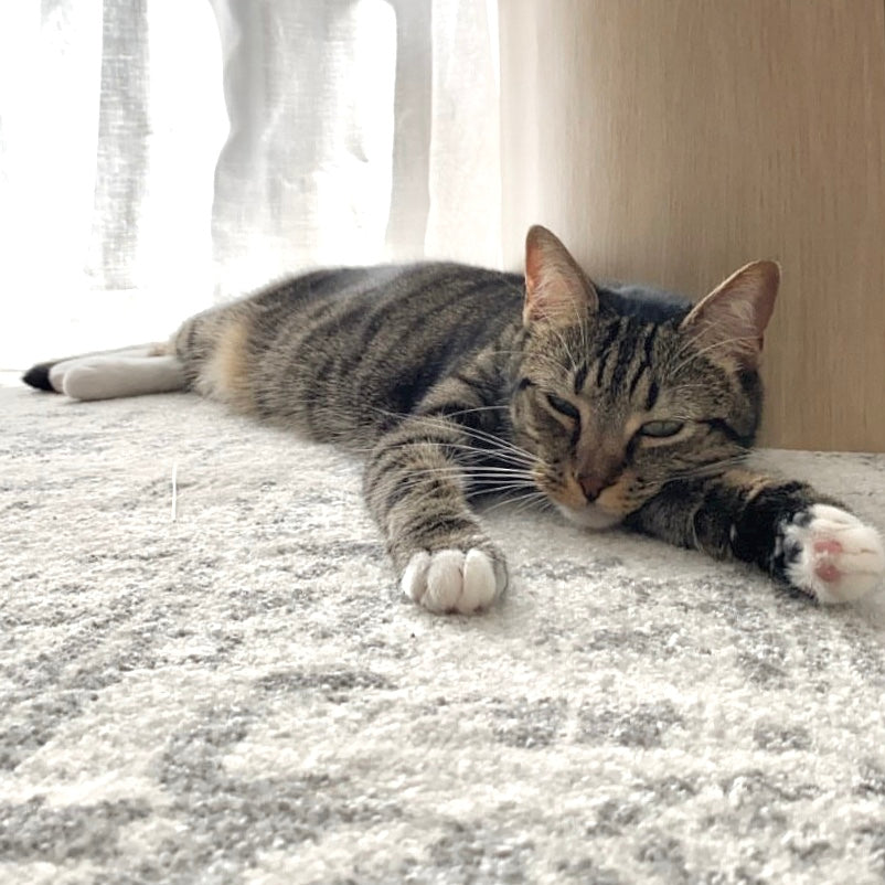 Choosing A Pet Friendly Rug Simple Style Co