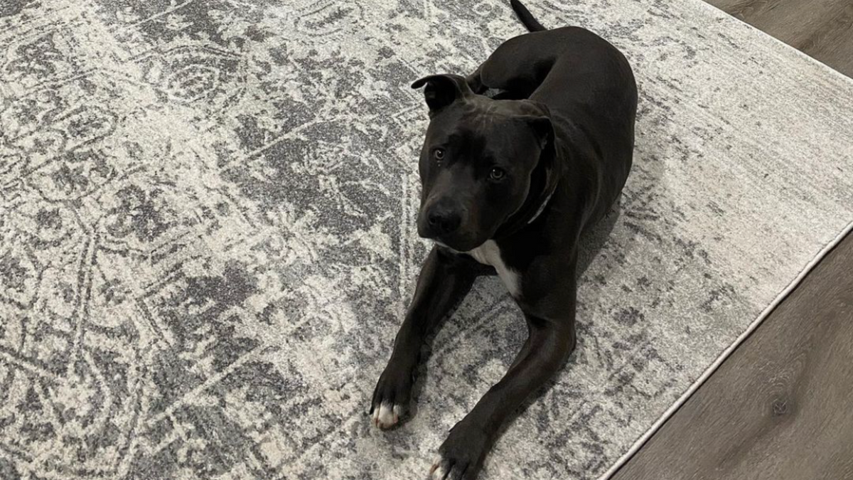 Petsafe Rug Best Types of Pet Friendly Rugs for Your Home | Simple Style Co