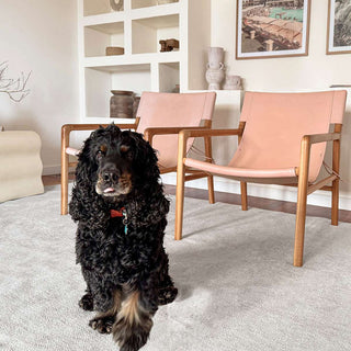 Dog standing in a living room with pink chairs and a white bookshelf.